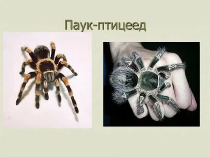 Арахнология это