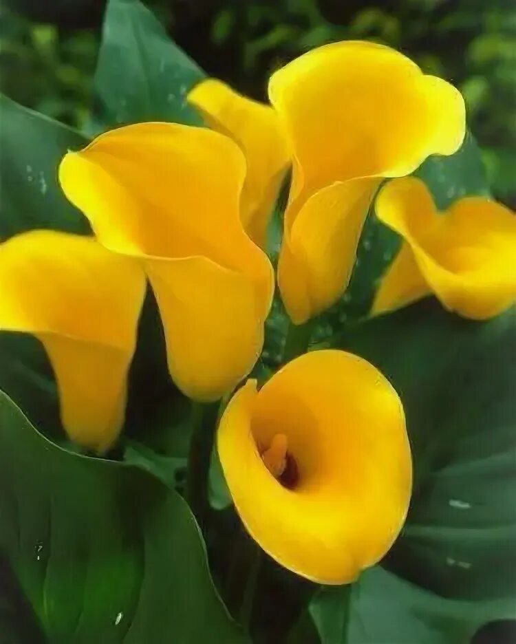 Клубни Калла Blooming Life купить по выгодной цене в интернет-магазине OZON (142