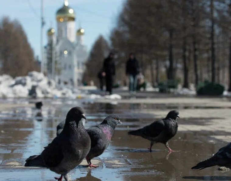 Поутру увидел на улице кучки. Птицы в городе. Птицы на улице. Весенние птицы в городе. Птицы весной в городе.