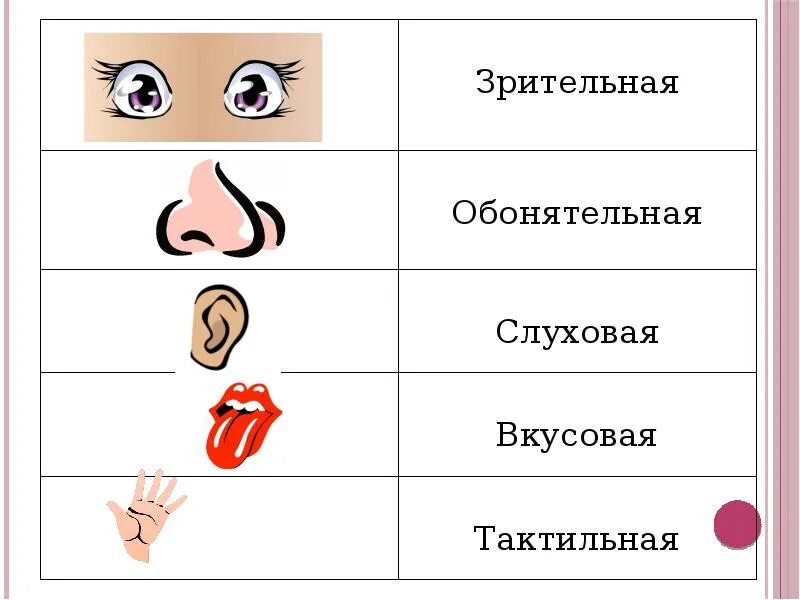 Установите соответствие визуальная информация обонятельная информация