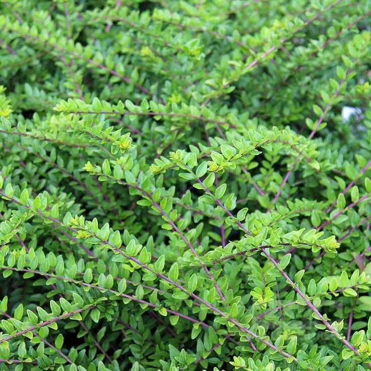 Жимолость блестящая описание. Жимолость Майгрюн. Lonicera nitida. Жимолость Maigrun. Жимолость блестящая Майгрюн.