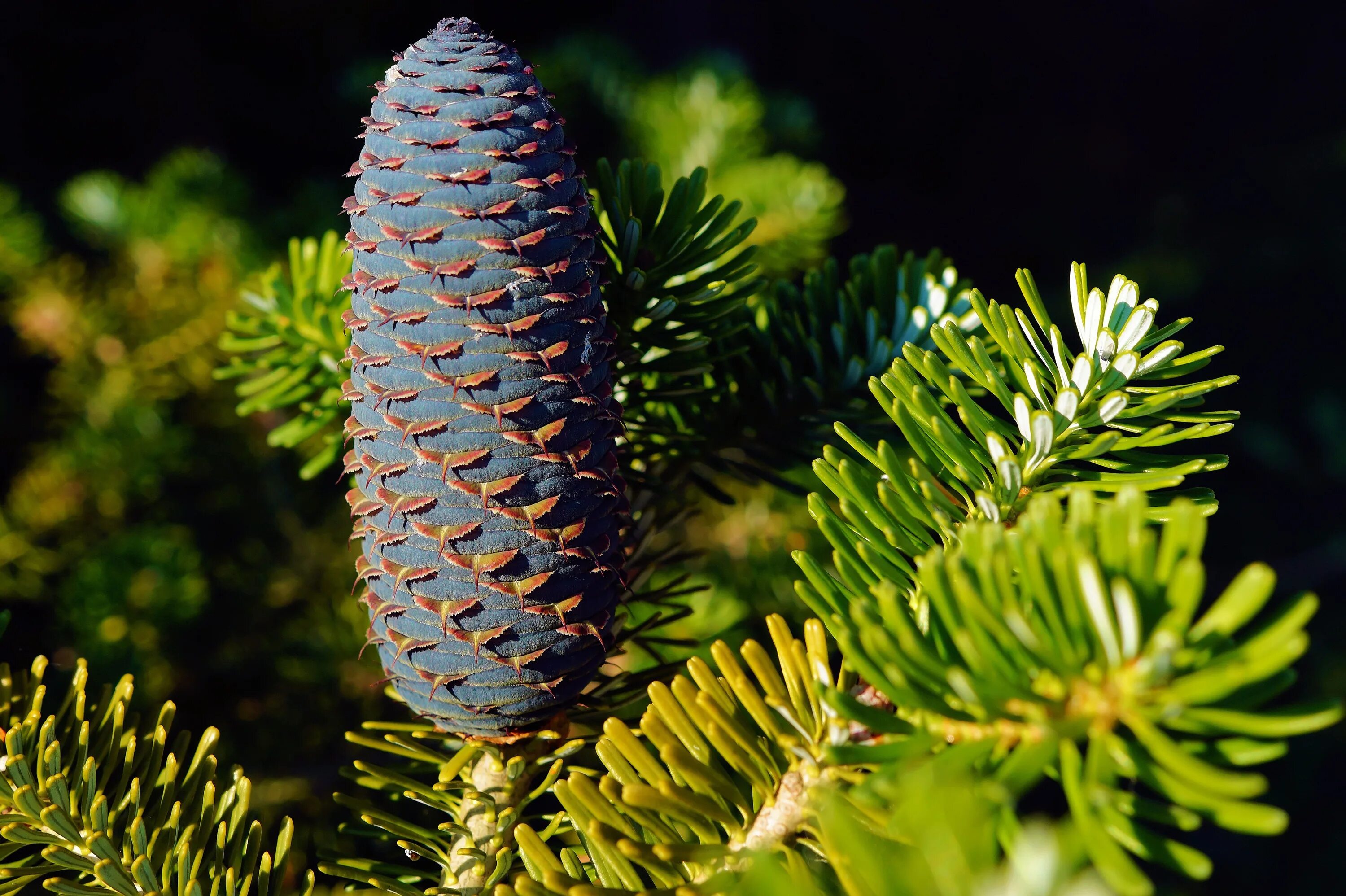 Пихта Сибирская шишки. Пихта Сибирская Abies sibirica. Пихта равночешуйчатая. Пихта Сибирская (Abies sibirica) шишки. Ели ба