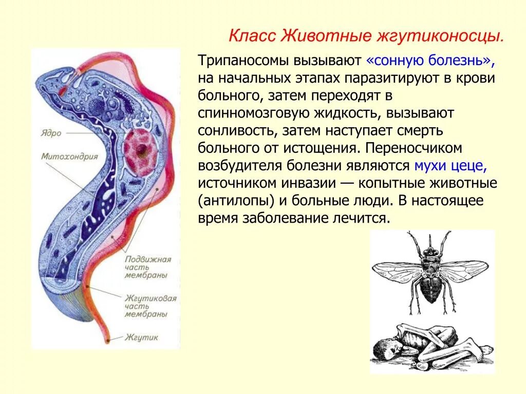 Трипаносома паразит биология. Сонная болезнь возбудитель трипаносома. Трипаносомы место паразитирования в организме человека. Трипаносома внутриклеточный паразит.