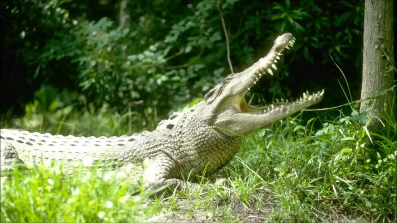 Гребнистый крокодил сообщение кратко. Гребнистый крокодил. alligator vs crocodile. крокодил в батайске. крокодил в кустах.
