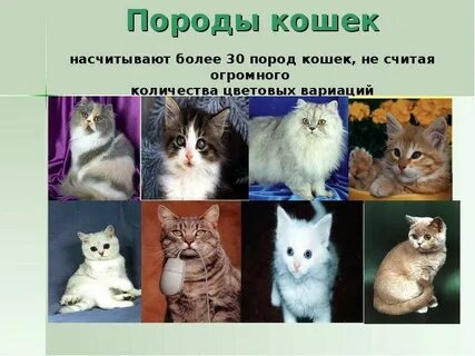 Кошки не вызывающие аллергию