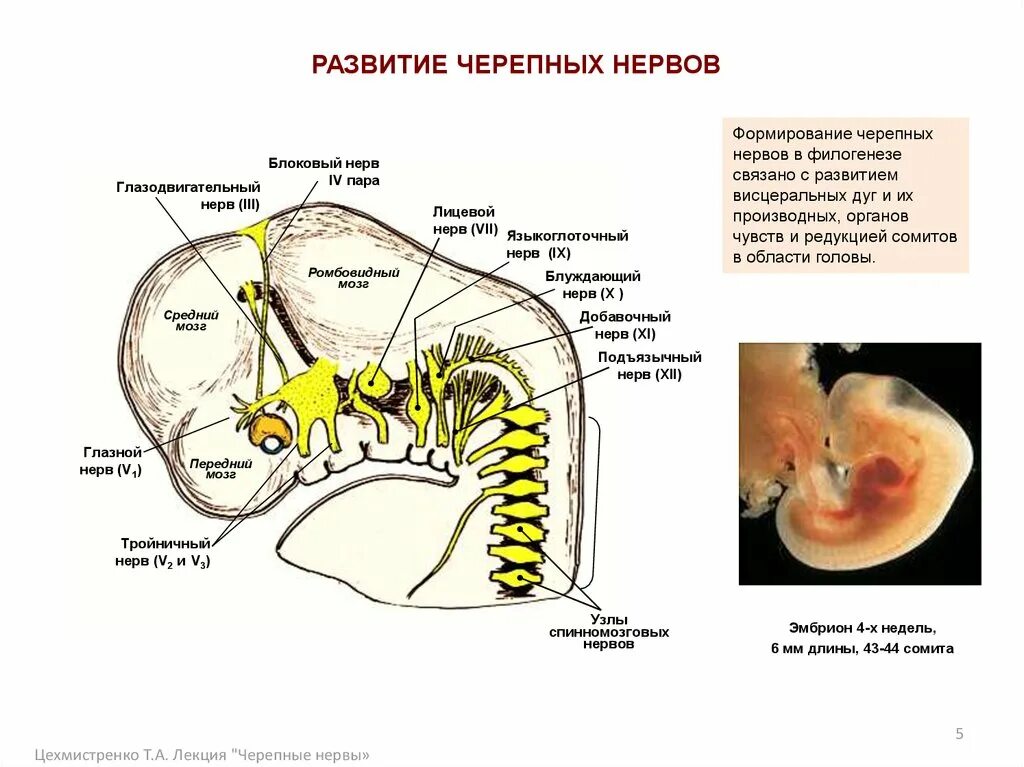4 пара черепных. Развитие черепных нервов. источники развития черепных нервов. 7 пара черепных нервов. черепные нервы презентация.