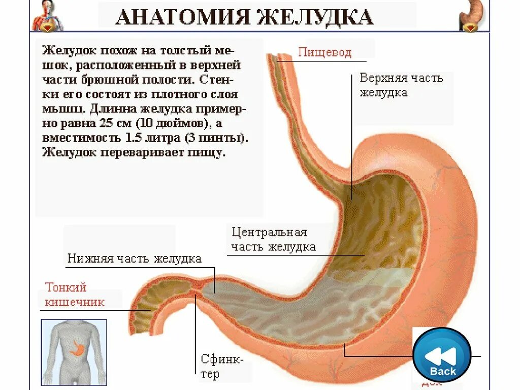 Строение желудка биология. Строение желудка человека анатомия.