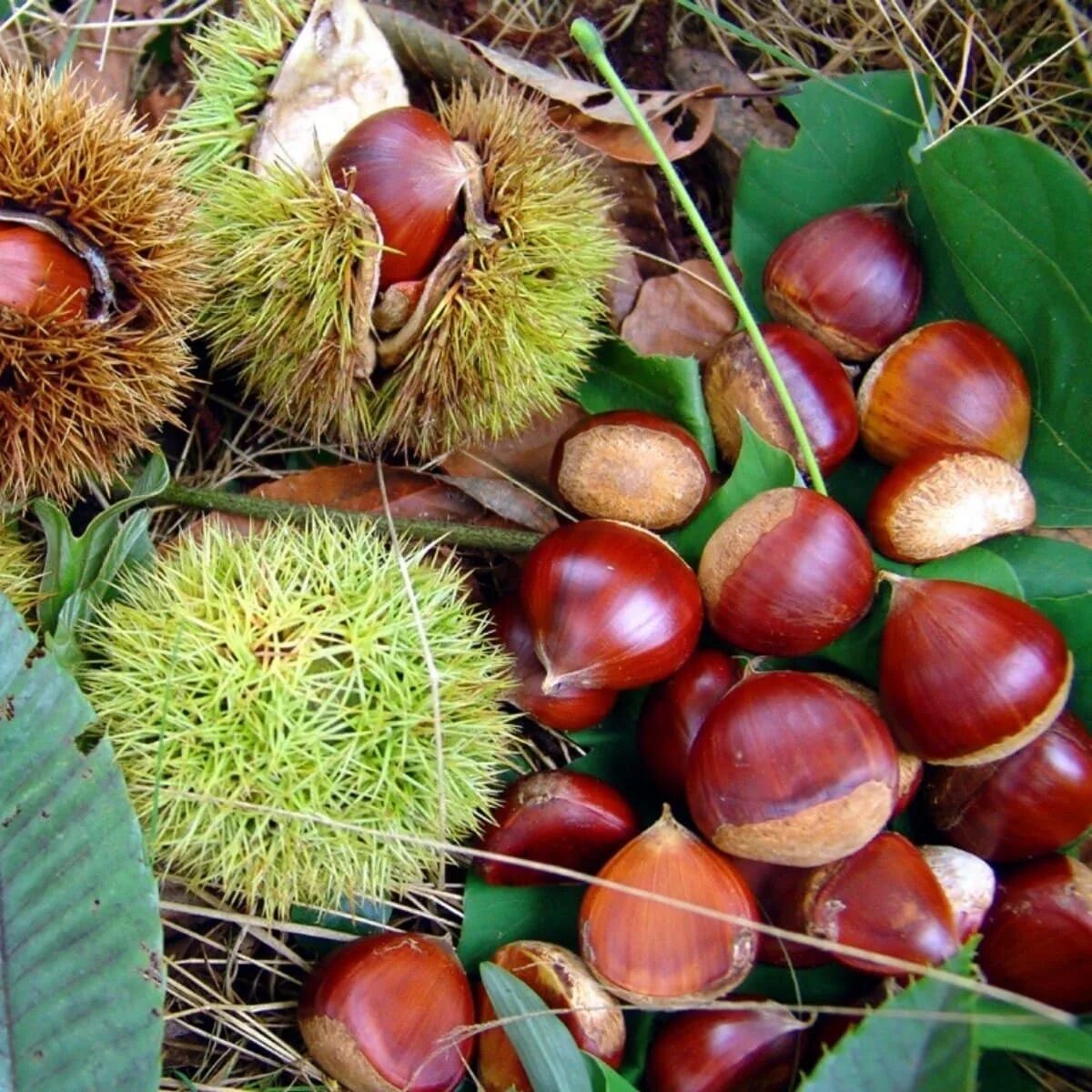 каштан конский плоды. каштан плод шипастый. каштан какой плод. каштан какой плод. каштан конский (aesculus).