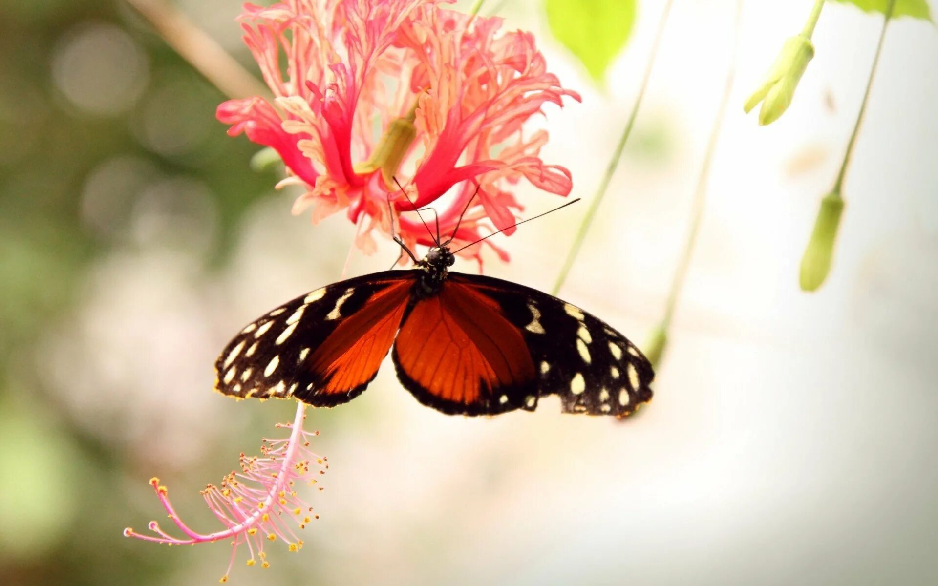 Бабочка на цветке. Бабочки в цветах. Красивые бабочки. Картинки на рабочий стол бабочки. Красивая заставка бабочки