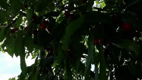 Впр черешни в запущенном саду