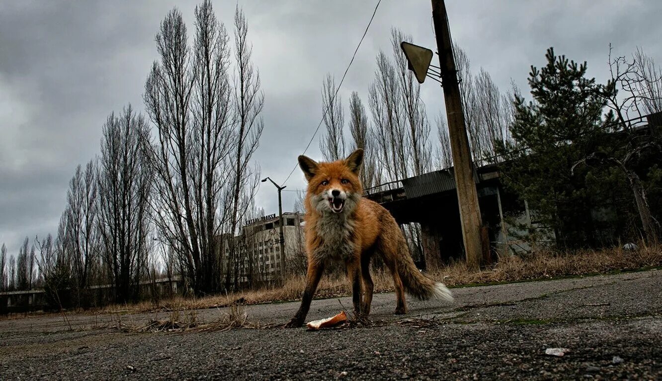 Зона отчуждения Чернобыльской АЭС. Чернобыль зона отчуждения Припять. Зона отчуждения Чернобыль рыжий лес. Чернобыль зона отчуждения ЧАЭС.