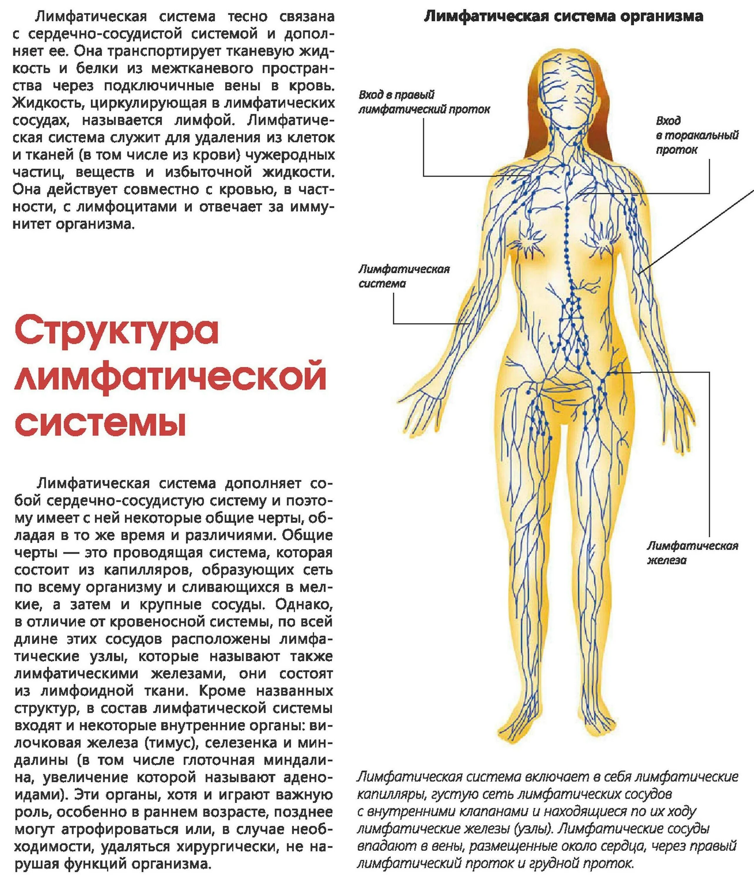 Лимфодренажный инструкция. Лимфатическая система человека анатомия движение лимфы. Схема лимфоидной системы человека. Лимфатическая система человека схема. Лимфатическая система человека схема движения лимфы на лице.
