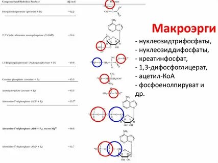 Биологическая роль макроэргов