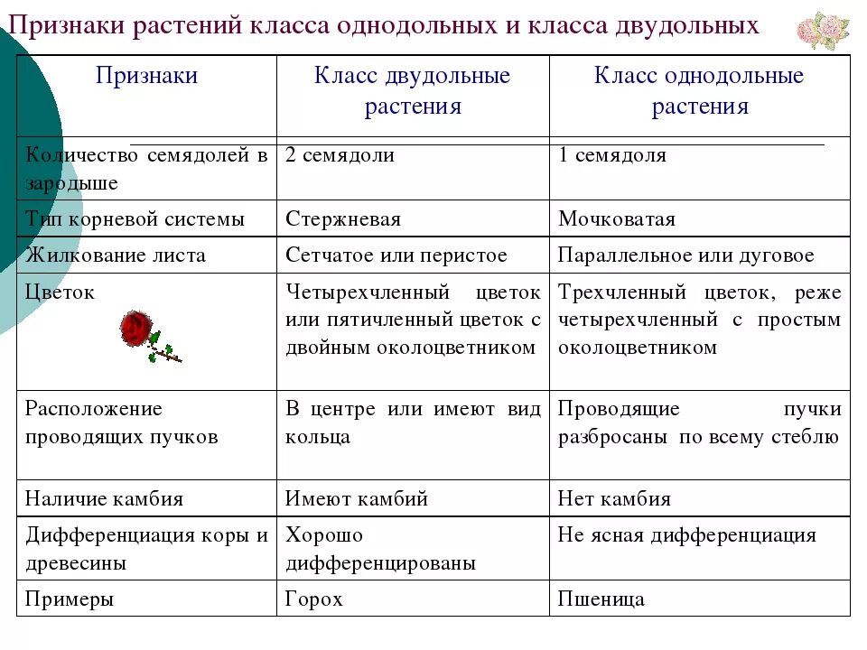 Признаки отличающие однодольные от двудольных. Признаки классов однодольных и двудольных растений таблица. Признаки двудольных и однодольных растений таблица 6 класс. Признаки двудольных растений таблица. Признаки однодольных и двудольных растений таблица.