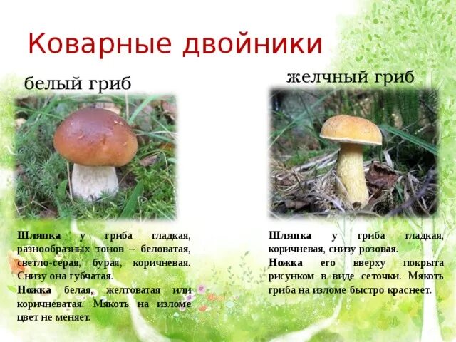 Составить предложение со словом грибница окружающий. Составить предложение со словом грибница окружающий