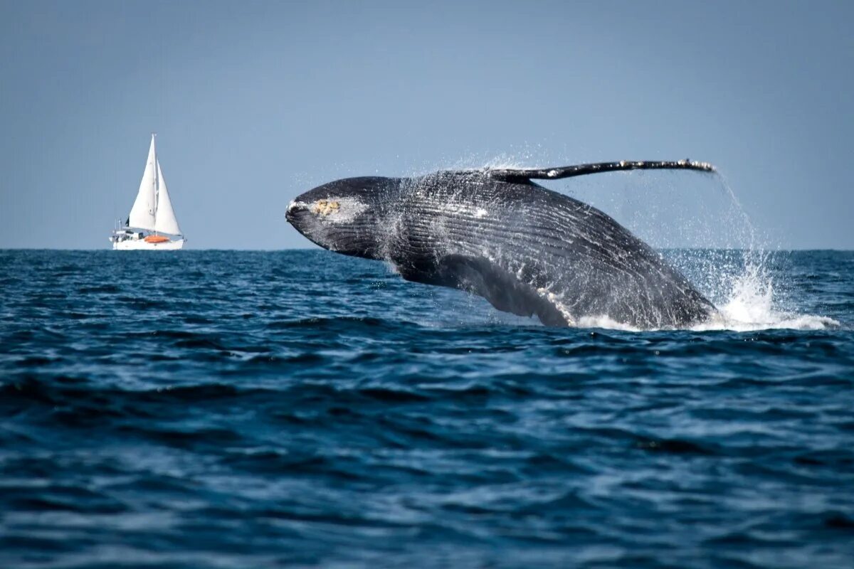 Горбатый кит. Тихий океан киты. Синий кит в тихом океане. Киты в океане.