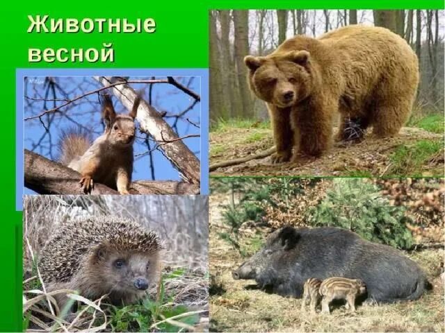 Что делают животные весной