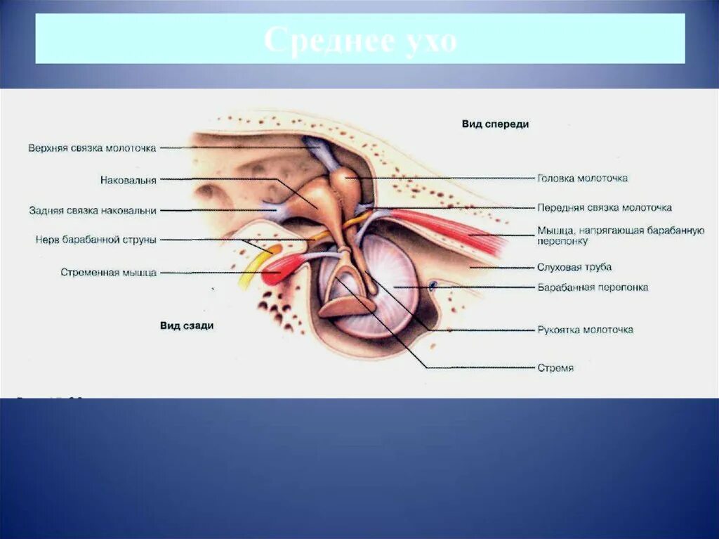 Слуховые мышцы. Мышца напрягающая барабанную перепонку. Мышцы среднего уха. Стременная; мышца, напрягающая барабанную перепонку. Мышцы барабанной перепонки