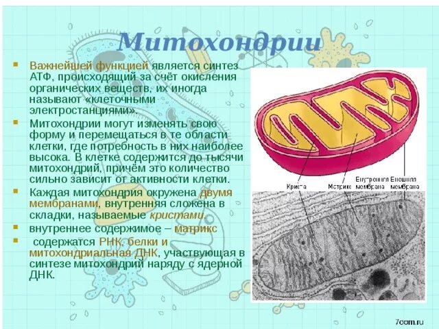 Каковы строение и функции митохондрий. АТФ В митохондриях. Процессы происходящие в митохондриях.