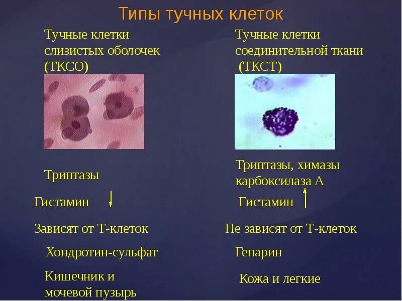 Тучные клетки и базофилы. Тучные клетки локализация. Реакция дегрануляции тучных клеток тест-диагностика это. Тучные клетки при аллергии. Дегрануляция тучных клеток схема.