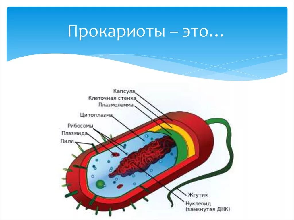 Клетка прокариот функции. Прокариотическая клетка bacteria. Прокариотической (бактерии). Клетка биология прокариот. Строение прокариотической клетки.