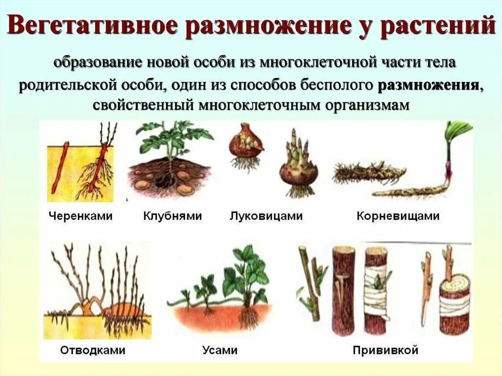 Вегетативное размножение корнеклубни. Вегетативное размножение диатомей. Способы вегетативного размножения растений. Бесполое размножение вегетативное. Образование цветка появление вегетативных