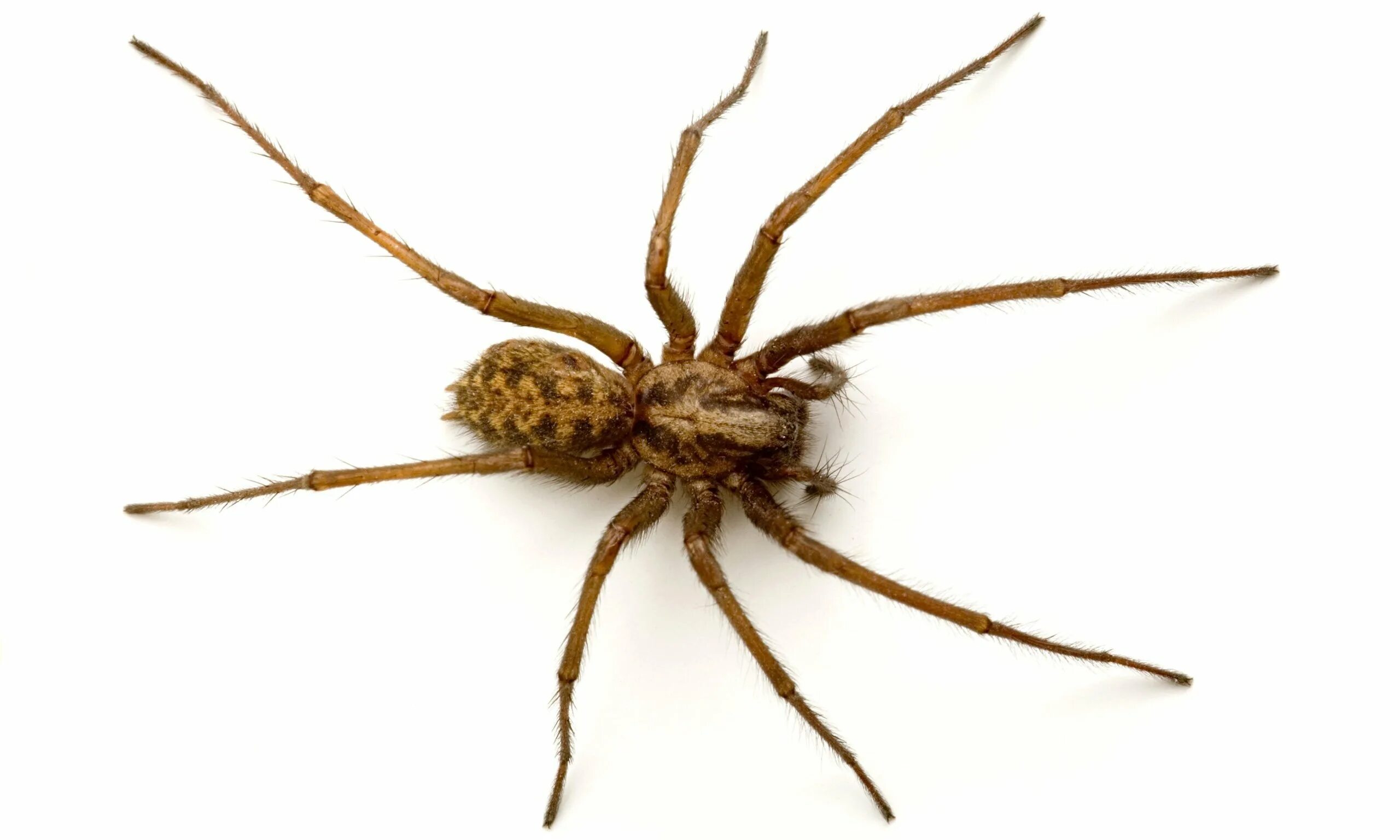 Tegenaria gigantea. Домовый паук Tegenaria domestica. Тегенария домовая. Коричневый Домовой паук. Паук без установки