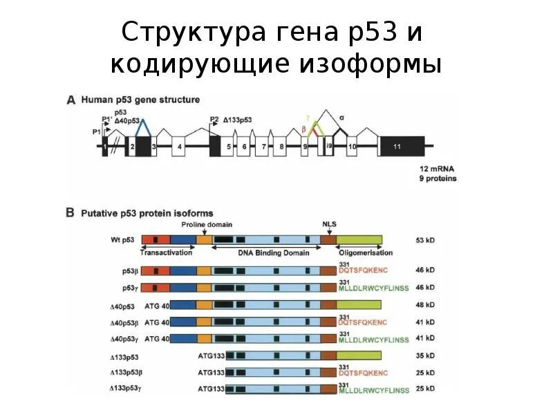 Аб р ген. Ген структура гена. ген p53 функции. структура гена tp53. белок p53 строение.