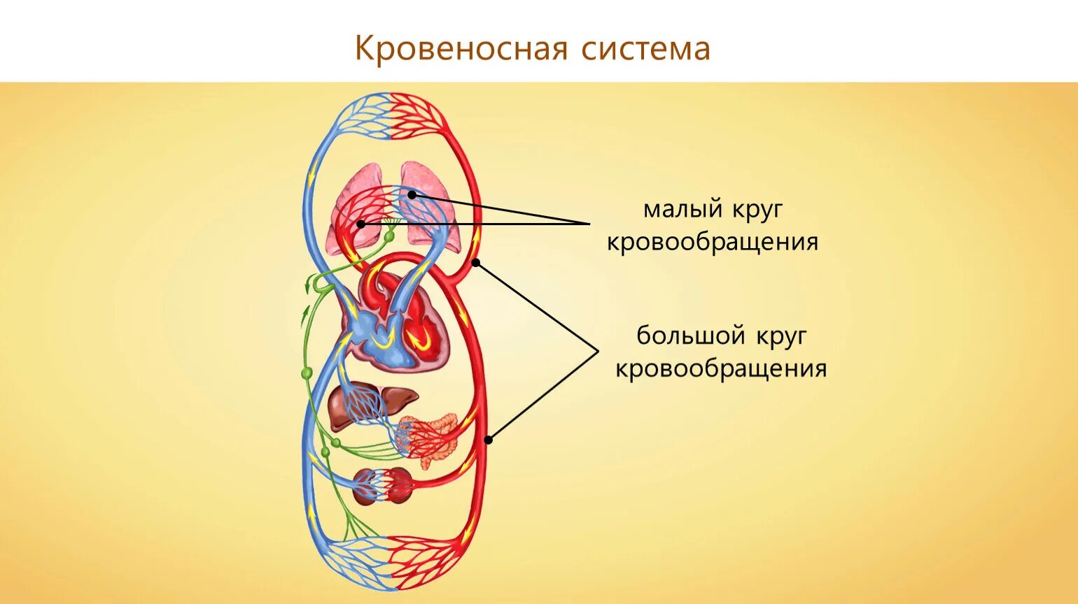 Малый круг и большой круг кровообращения. Кровеносная система малый и большой круг. Малый круг кровообращения и большой круг кровообращения. Биология 9 класс большой и малый круги кровообращения. Средний круг кровообращения