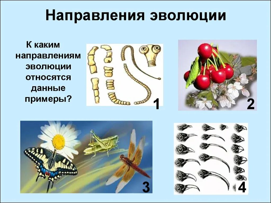 Направления эволюции. Основные направления эволюции. Закон направленности эволюции. Направления эволюции презентация. Формы направления эволюции