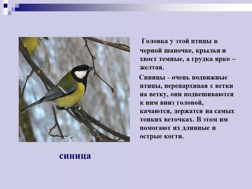 Коротко про птиц. Описание птиц. Рассказ о птицах. Небольшой доклад о птицах. Рассказ о зимующих птицах.