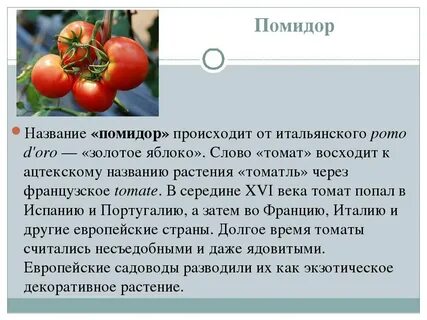 Значение слова помидор