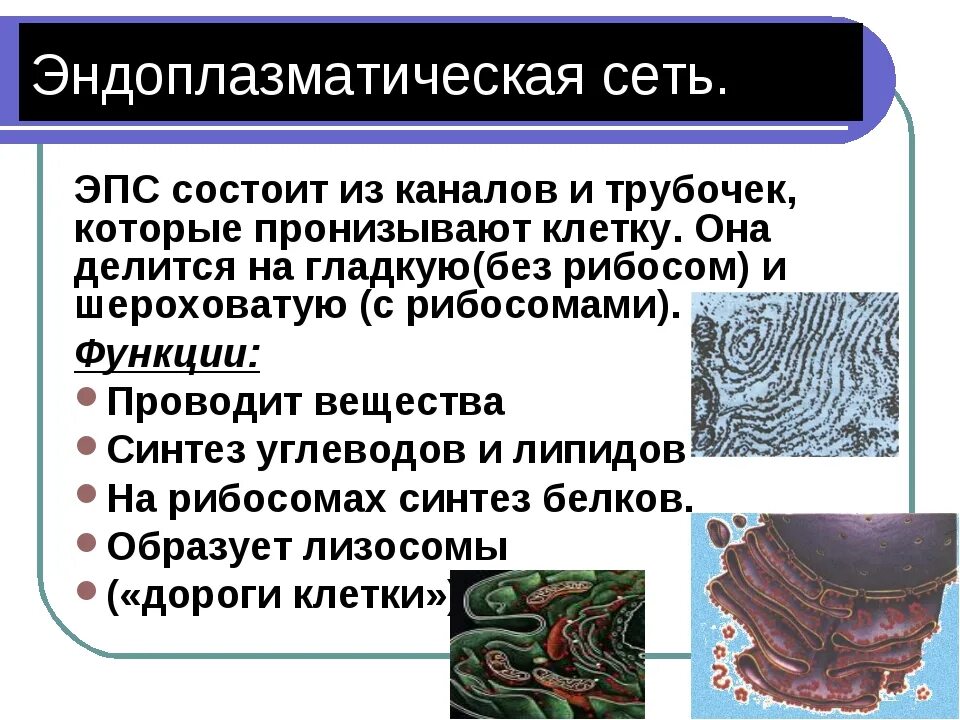 Пузырьков эпс. Эндоплазматический ретикулум растительной клетки. Эндоплазматическая сеть (ЭПС). Эндоплазматическая мембрана. Агранулярная эндоплазматическая сеть функции.