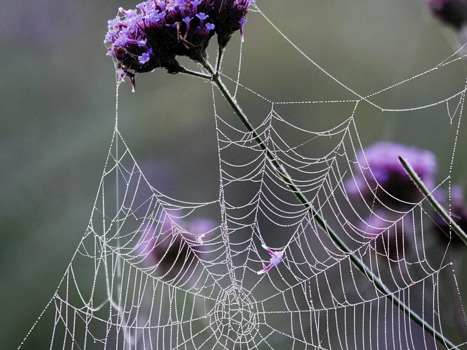 Самая красивая паутина. Цветная паутина. Природа пауков. Лавандовый паук. К чему снится запутаться
