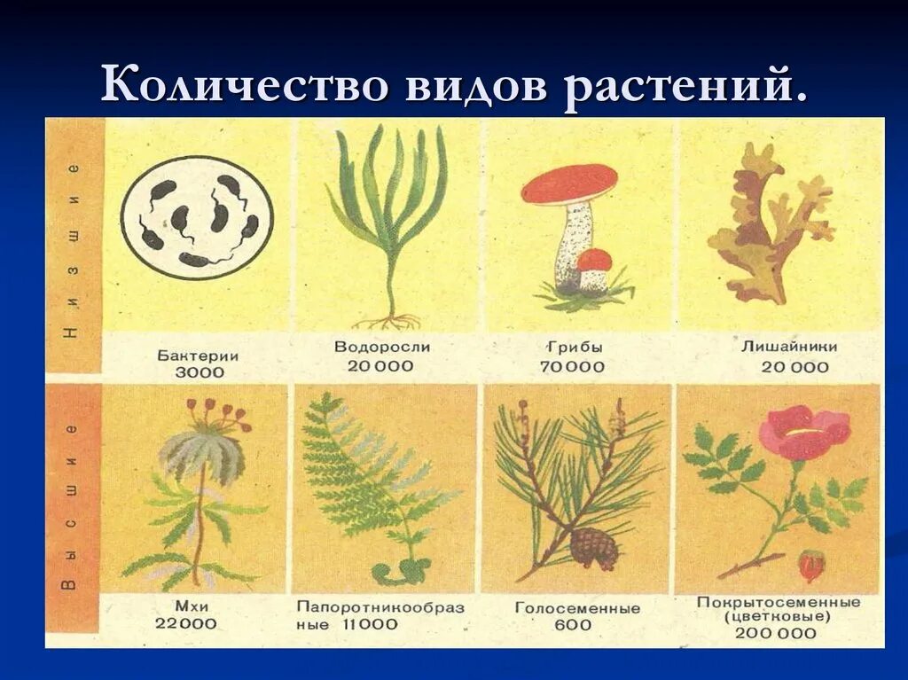 Когда появились растения. Виды растений. Виды растений на земле.