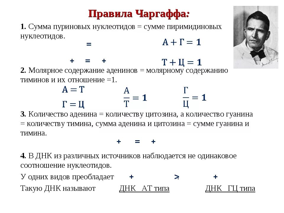 В яйцеклетке человека содержится 23 хромосомы. Правило Чаргаффа для ДНК. Правило Чаргаффа для ДНК задачи. Правило Чаргаффа биохимия. Правило комплементарности правило Чаргаффа.