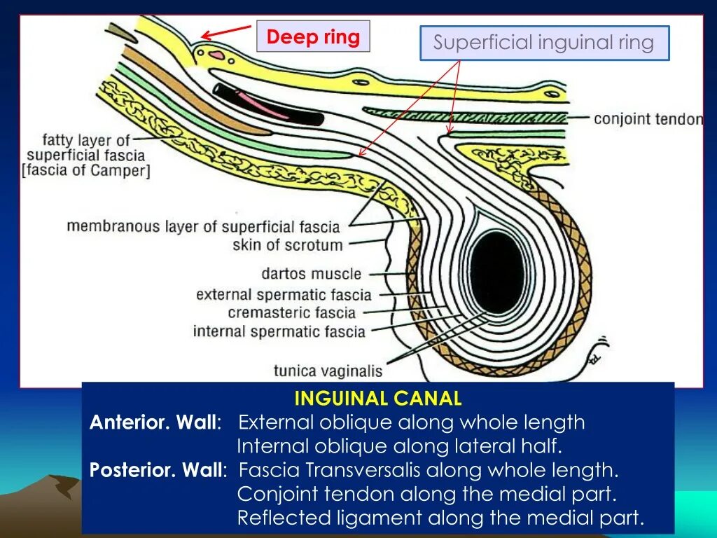 Internal length