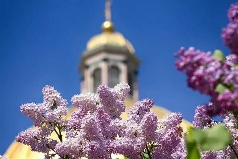 Жизнь в цвету