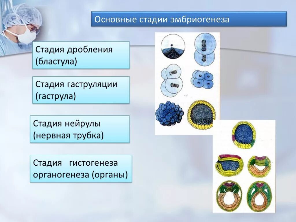 Тест размножение и развитие организмов 10 класс. Стадия дробления эмбриогенеза. Размножение и индивидуальное развитие организмов. Стадии эмбриогенеза человека. Стадии эмбриогенеза таблица.