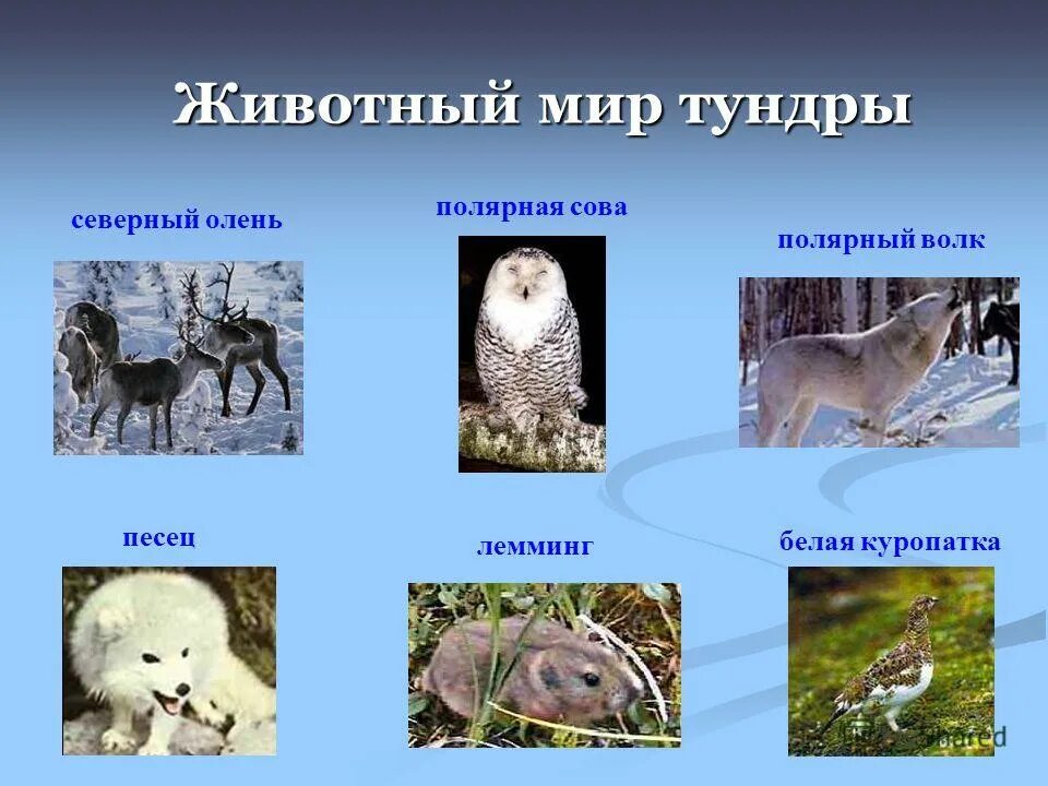 Живые организмы в тундре. Тундра зона России животные и растения. Растительный и животный мир тундры и лесотундры. Тундра животное и расстние.