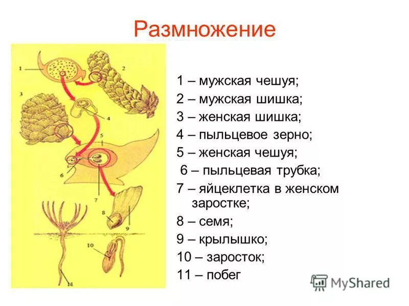 Размножение мужской шишки