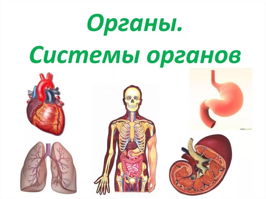 Системы органов. Органы и системы органов. Системы органов человека человека. Системы органов человека схема.