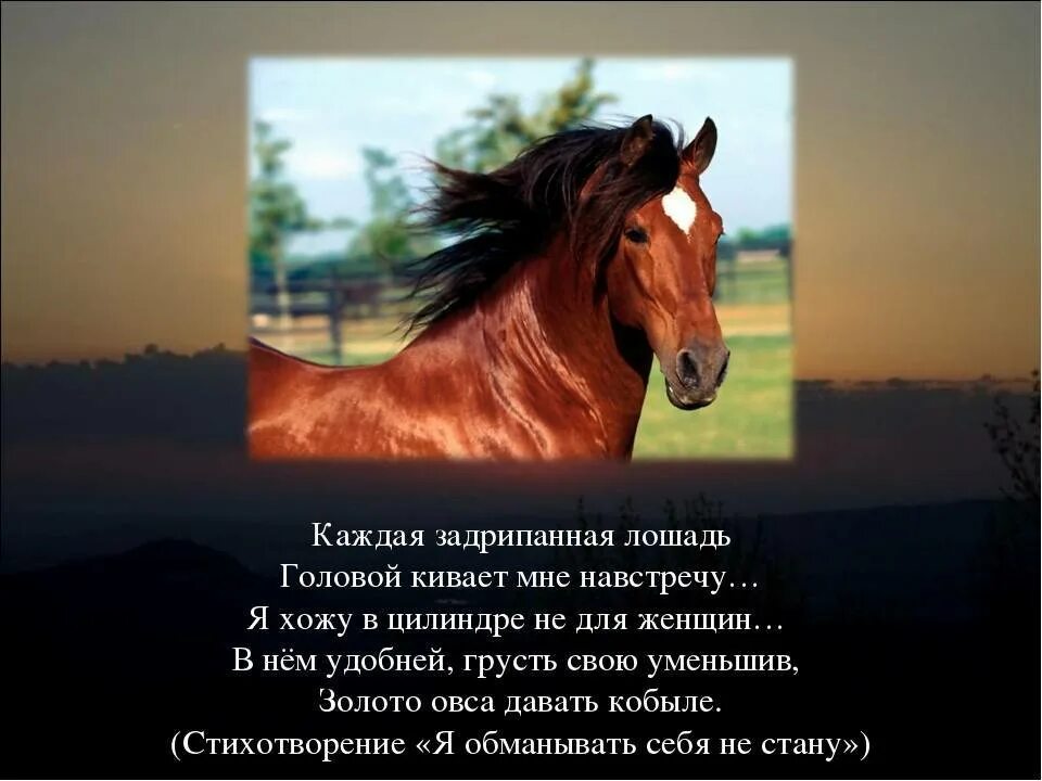 Стихотворение про коня. Высказывания о конях. Цитаты про лошадей. Красивые высказывания про лошадей. Лошадь красивые слова