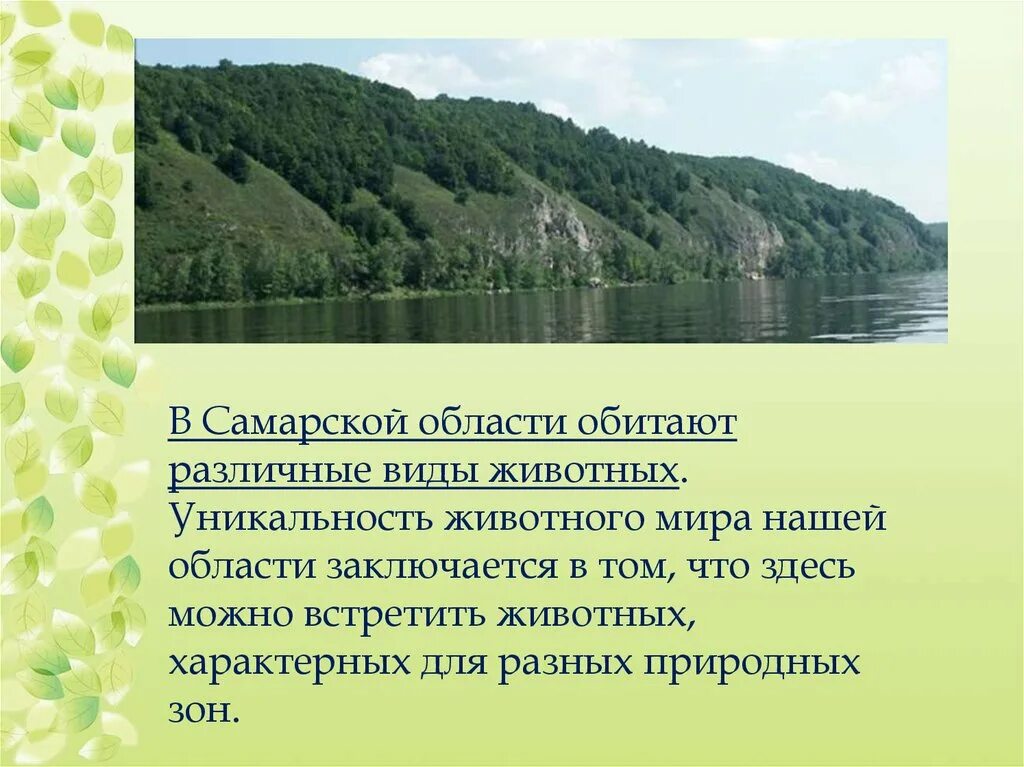 Природа Самарской области животные. Растительный мир Самарской области. Разнообразие природы Самарского края. Животные родного края Самарская область. Экология самарской области