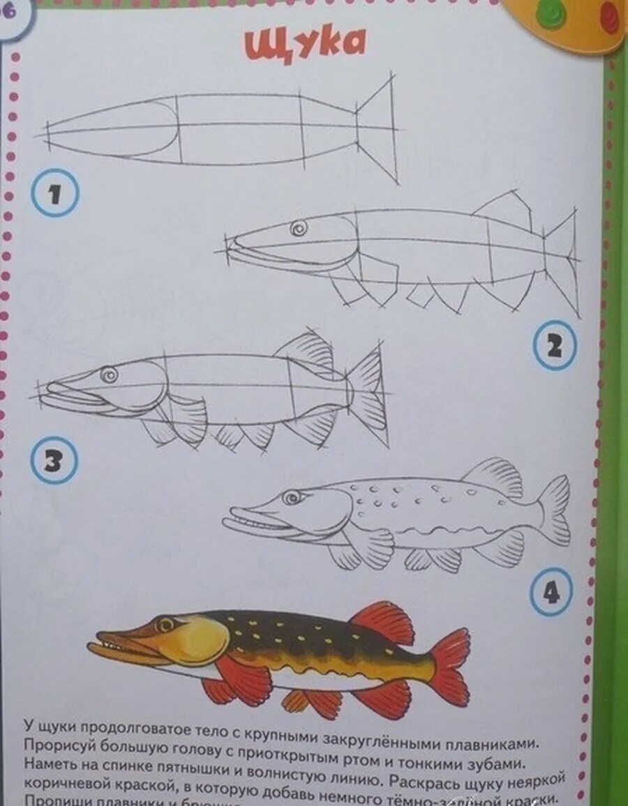 Щука рисунок. Поэтапный рисунок щуки. Щука рисунок для детей. Схема рисования щуки.