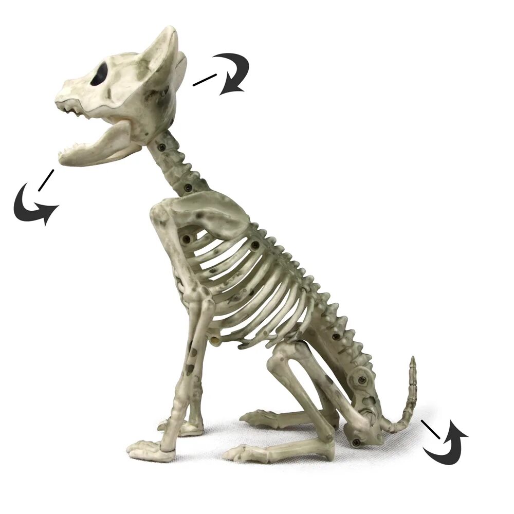 Виды скелетов животных. Скелеты животных. Игрушки скелеты животных. Страшные скелеты животных. Скелеты животных для детей.