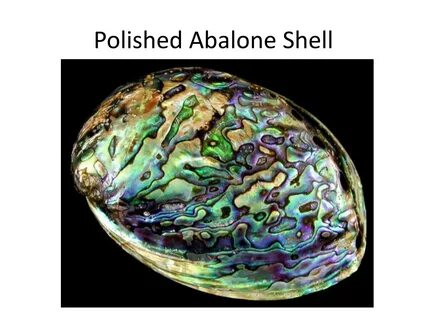 Shell перевод