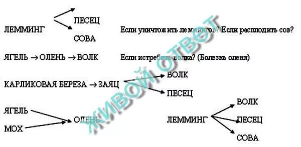 Составить пищевую цепь тундры. Цепь питания в тундре 4 класс. Схема цепи питания в тундре 4 класс. Схема цепи питания характерной для тундры. Пищевая цепь тундры.