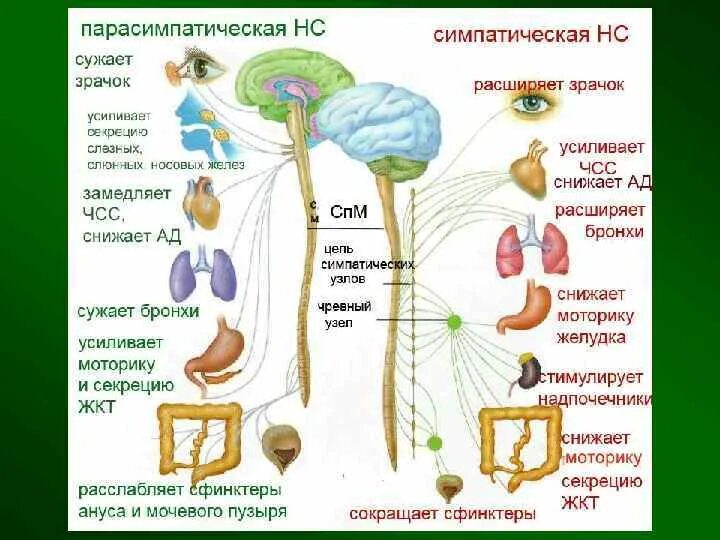 Сужает зрачки нервная система