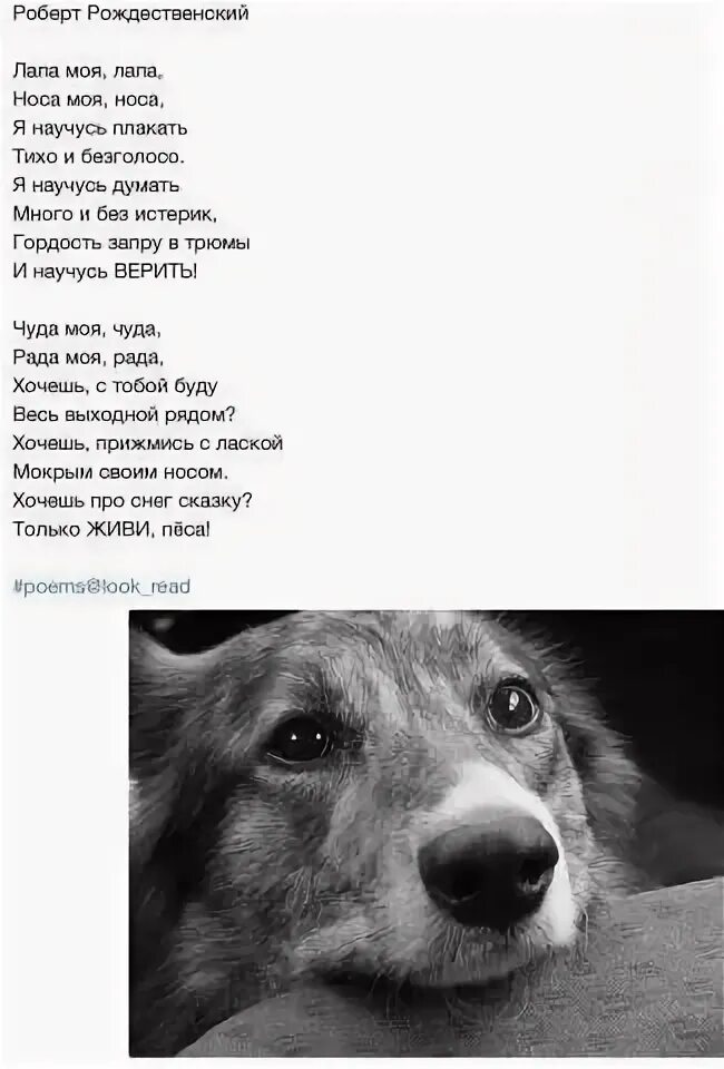 Песня моя собака где то дороже тебя. Лапа моя лапа носа моя носа. Стих лапа моя лапа носа моя. Рождественский лапа моя лапа носа моя. Стих носа моя носа.